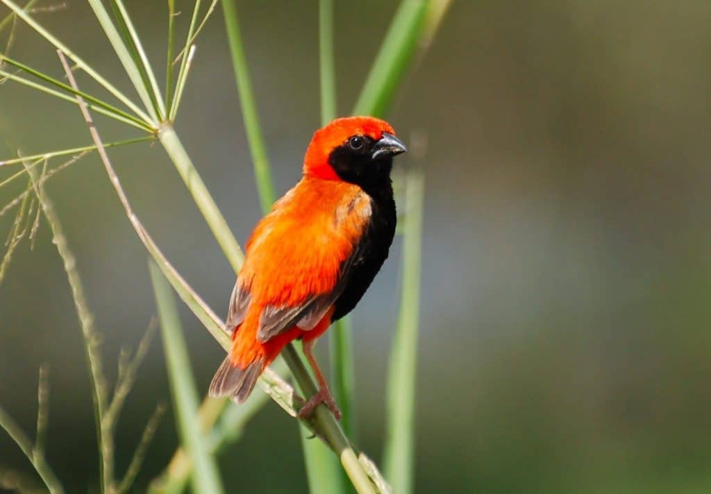 Zanzibar Red Bishop