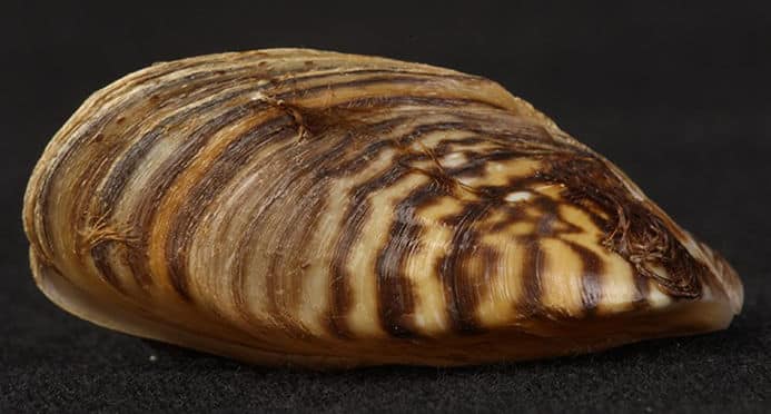 Zebra Mussels
