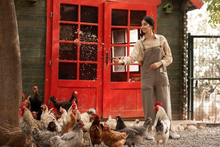 woman feeding backyard chickens