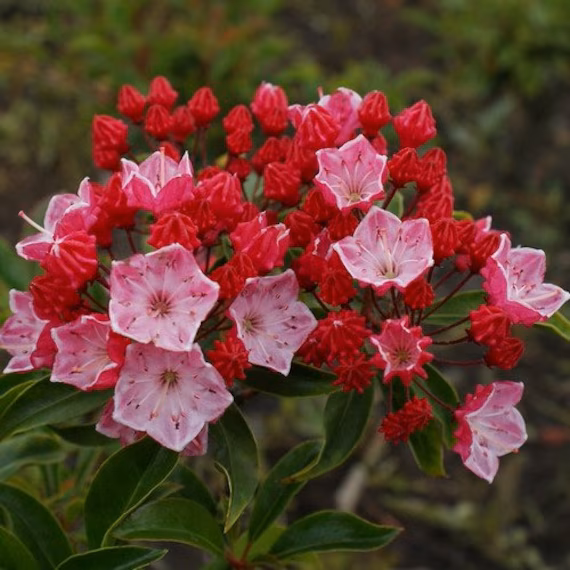 Kalmia (Mountain Laurel)
