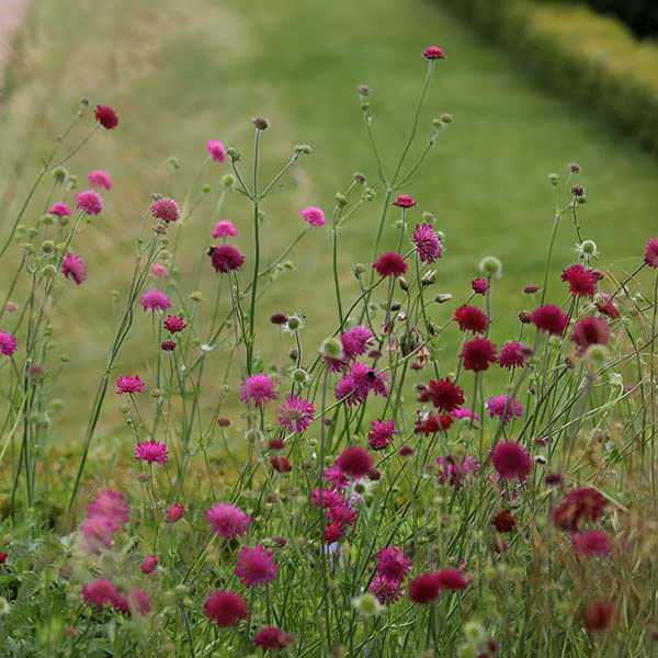 Knautia