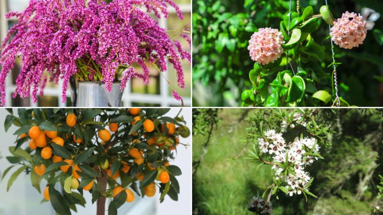 Stunning Plants That Start with K for Your Garden