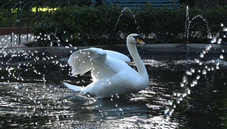 How to Attract Wildlife to Your Garden with a Large Outdoor Fountain