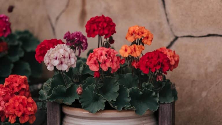 Complete Guide to Geraniums: Choose the Perfect Geranium