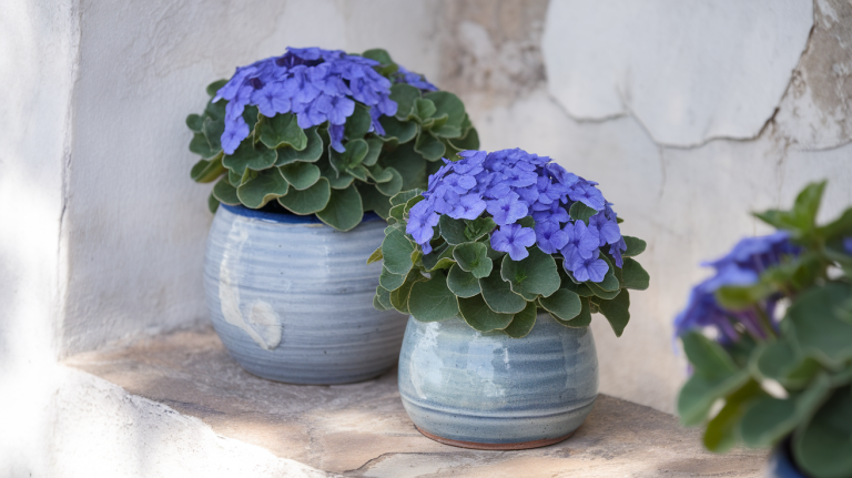 How to Care for Plumbago in Pots 