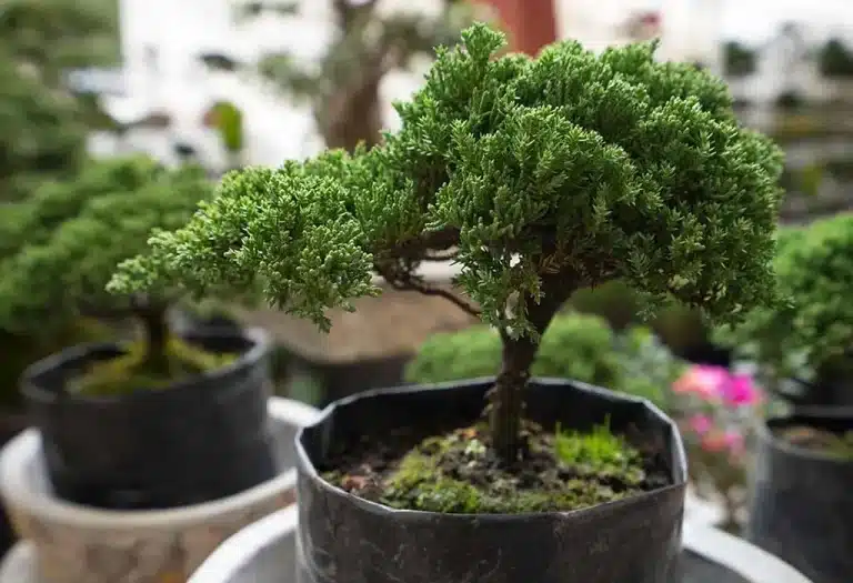 Tiny Trees, Huge Impact: How to Create Your First Breathtaking Bonsai in Just Weeks