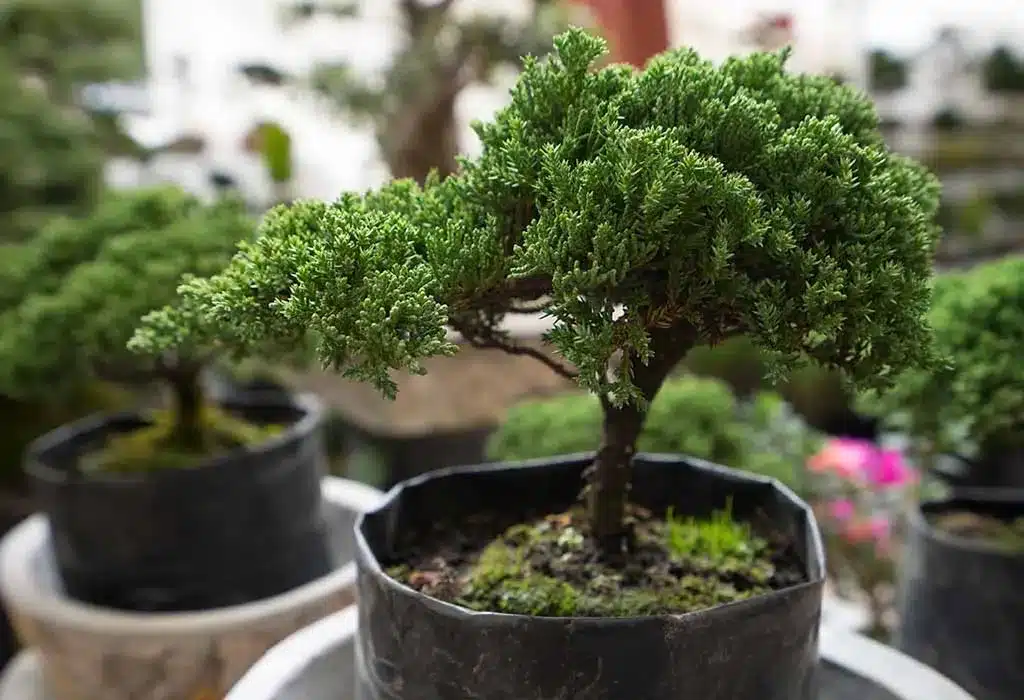 Tiny Trees, Huge Impact: How to Create Your First Breathtaking Bonsai in Just Weeks