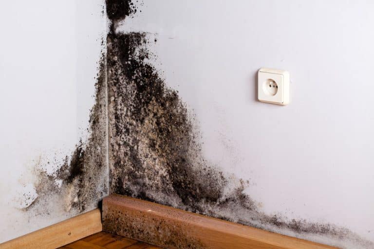 How Often Should a Home Be Inspected for Mold in High-Risk Areas