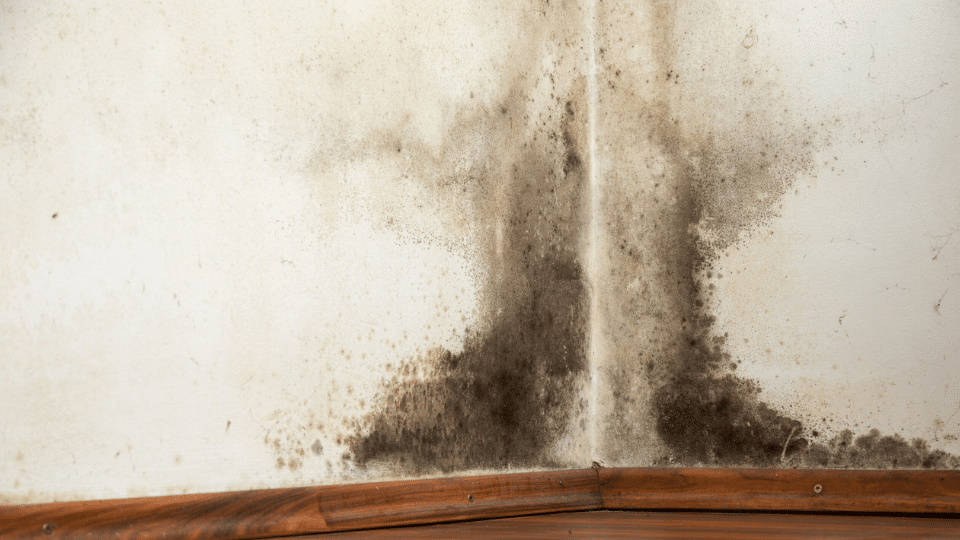 Basement Mold Types and How to Identify Them