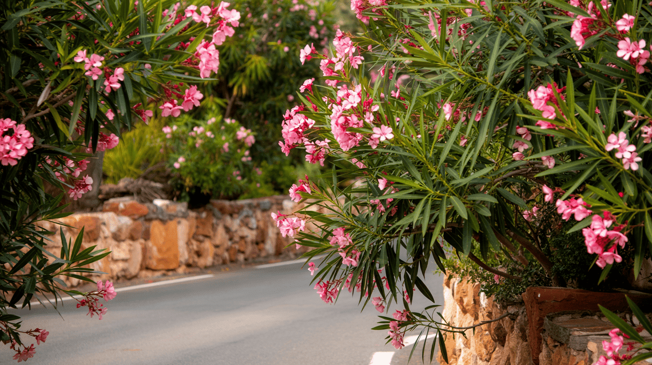 Oleander_Nerium_Oleander