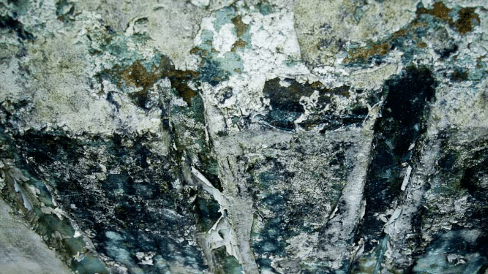 Penicillium