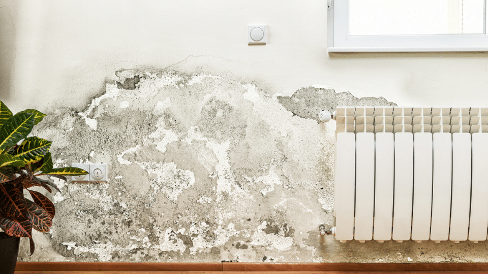 White_Mold