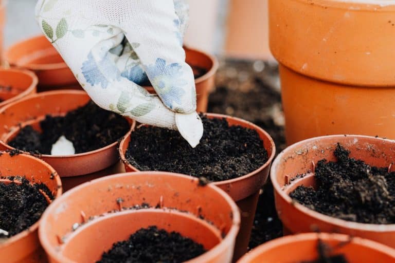 Why Autoflowering Seeds are Perfect for Beginner Growers