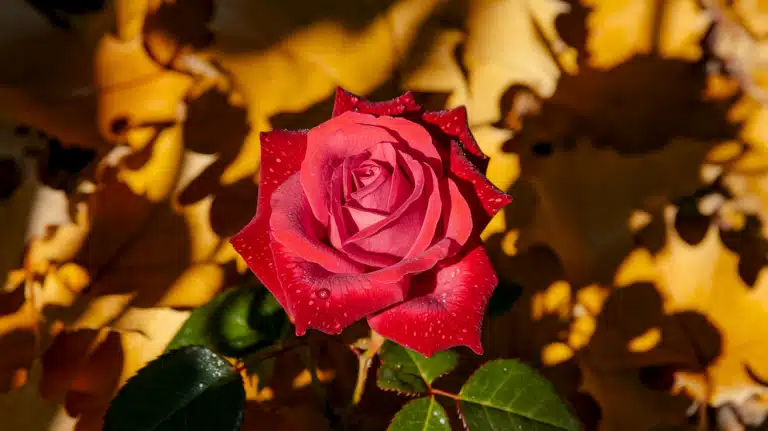 rose season.png