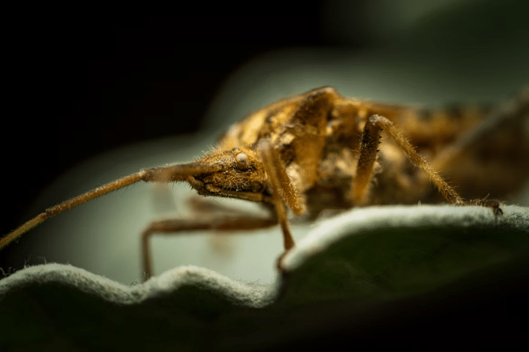 How to Keep Pests Out Without Compromising on Style