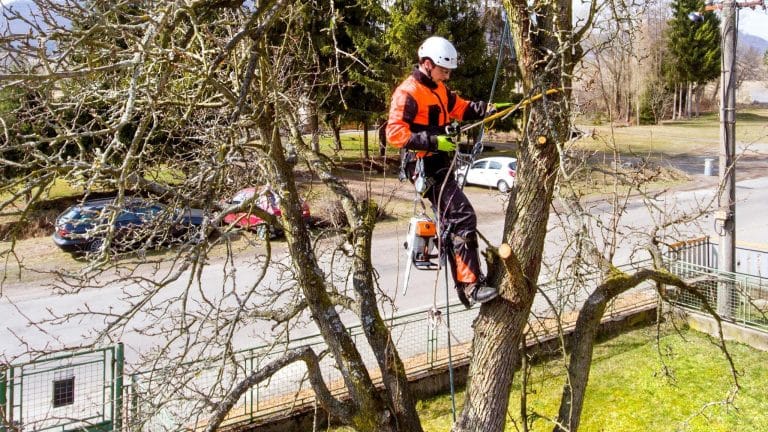 Optimal Times for Pruning Trees in Australia: A Seasonal Guide
