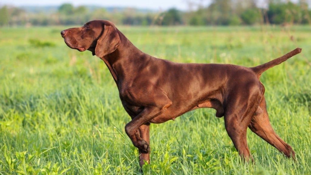 Pointer