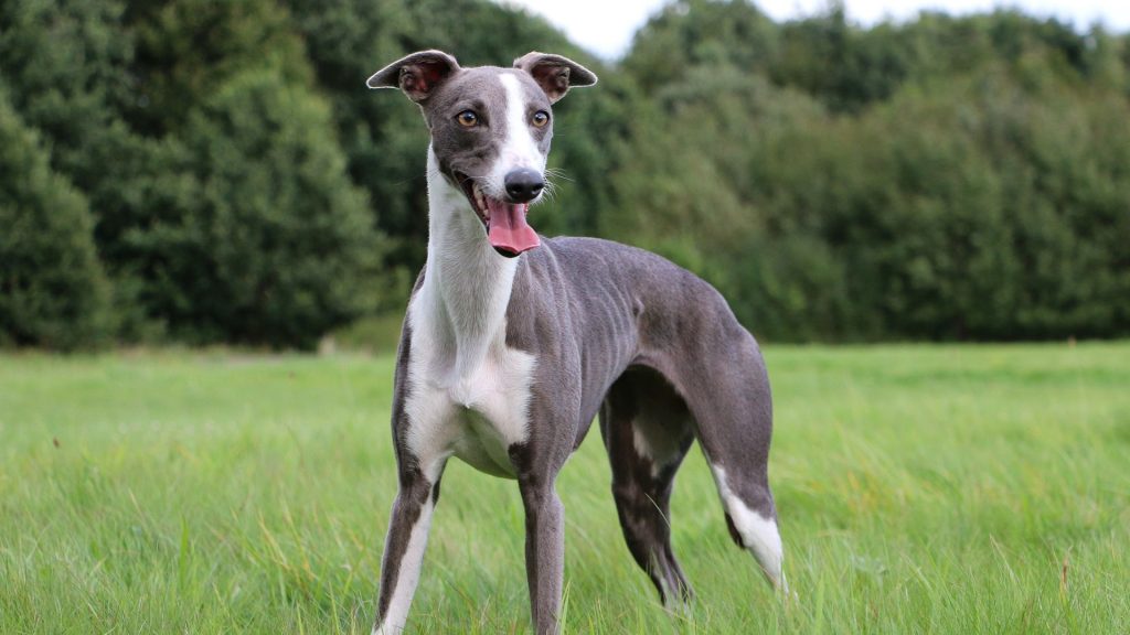 Whippet