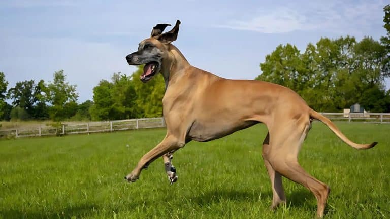 Are Great Danes Mastiffs? History, Type, and Traits