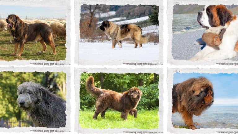 Top 10 Biggest Dog Breeds and Breeds Near 200 Lb Mark