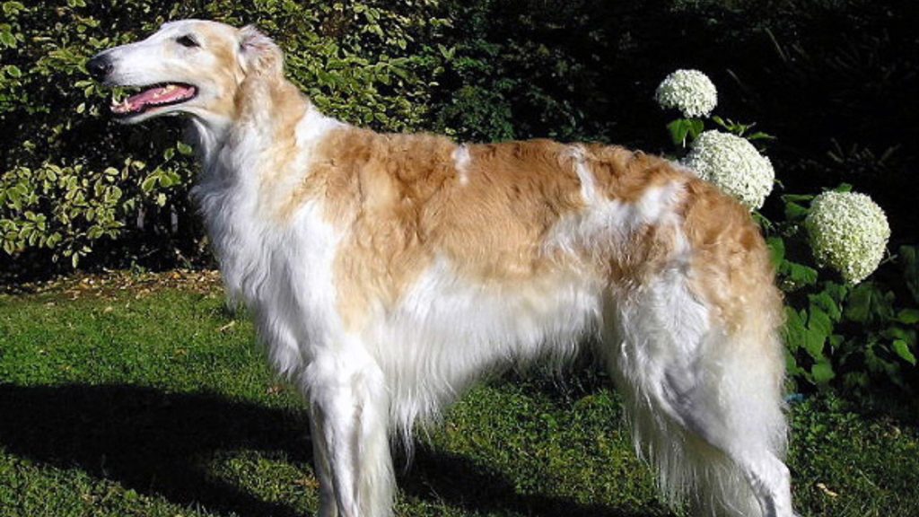 borzoi dog