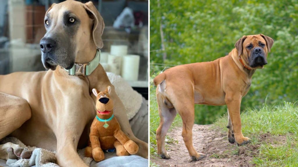 history of great danes and mastiffs dogs
