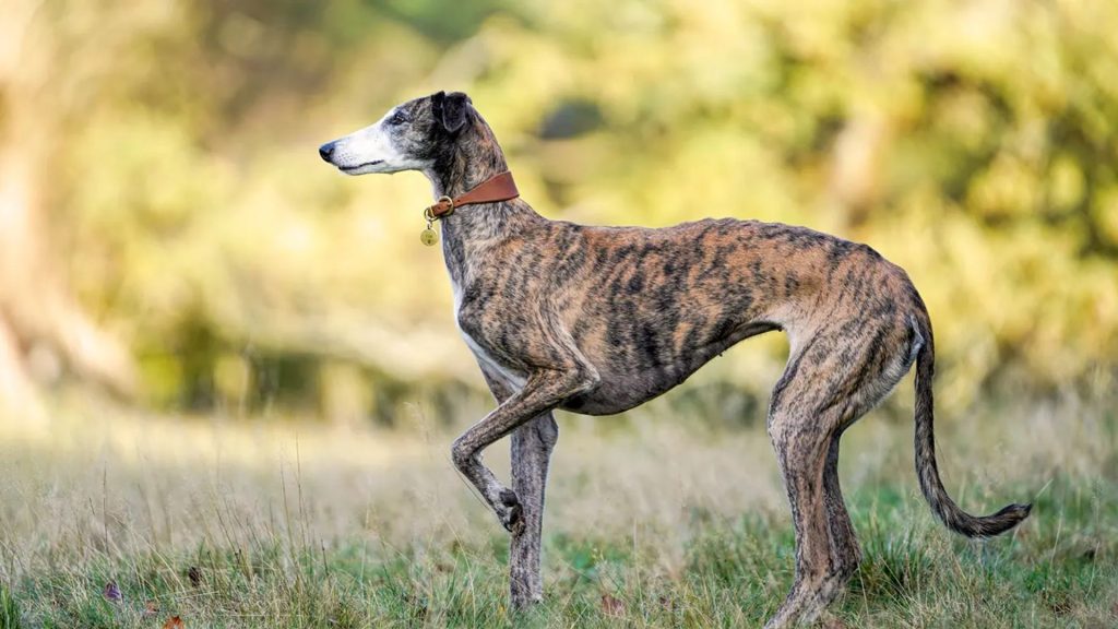 how fast can a greyhound run
