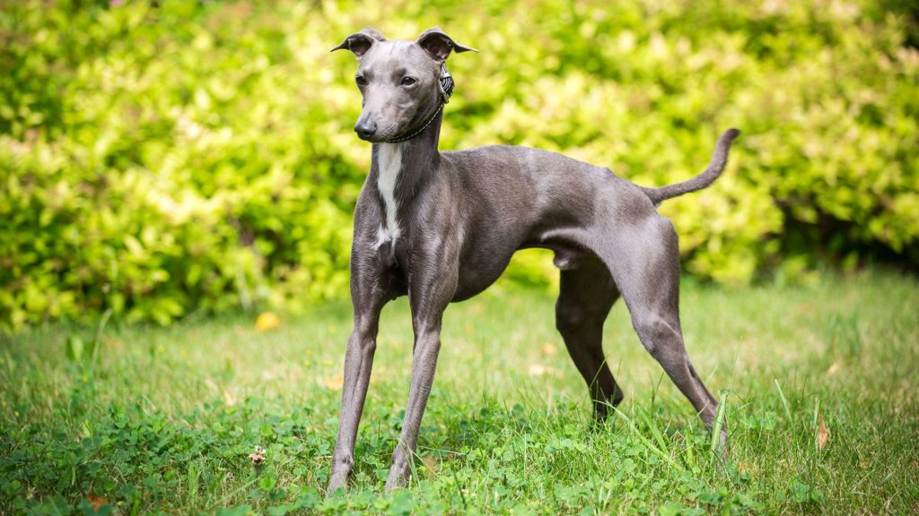 italian greyhound vs whippet