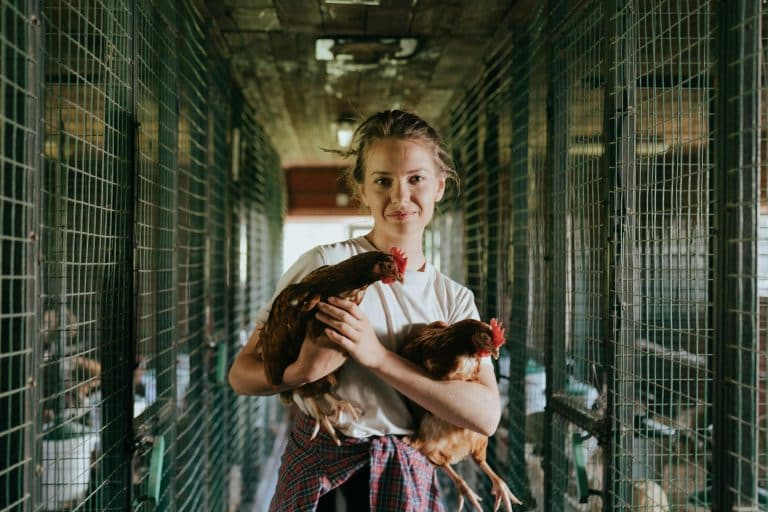 The Ultimate Guide to Choosing the Perfect Chicken Coop Design
