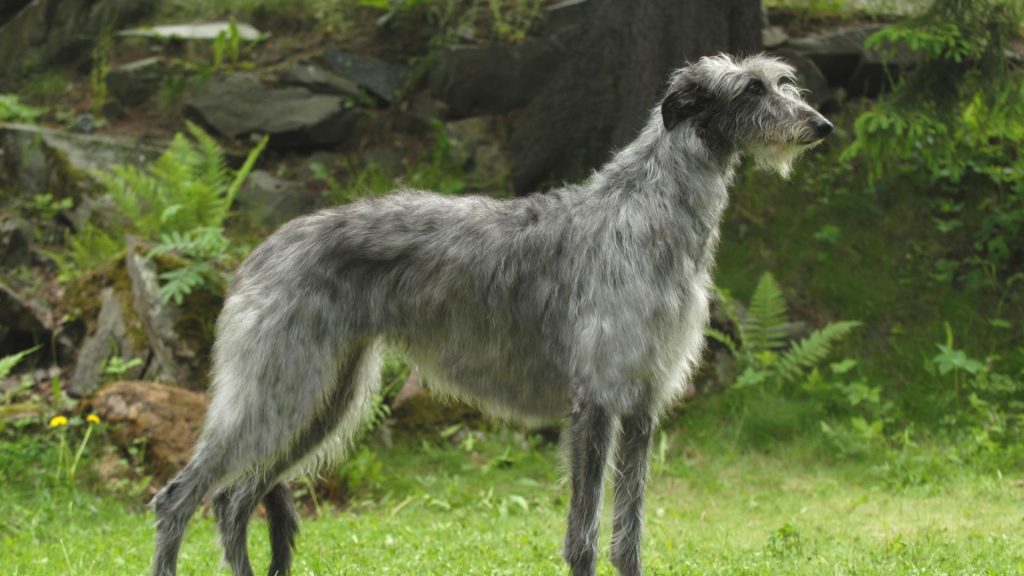 scottish deerhound lifespan