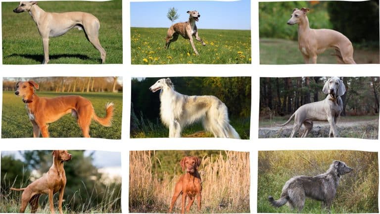 small dogs like great danes