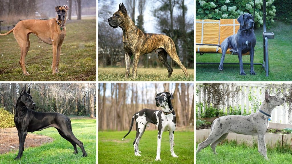 types of great danes
