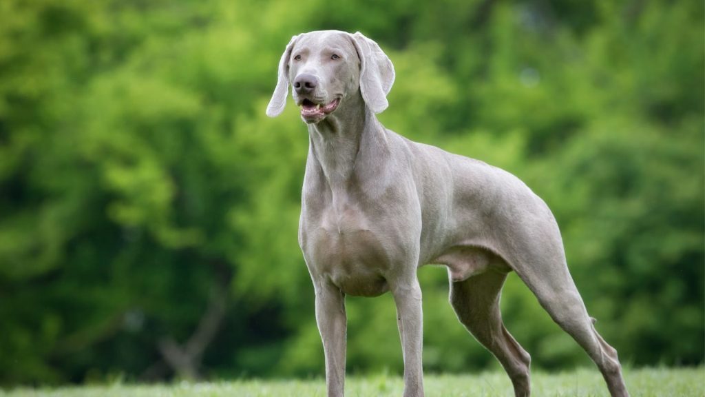 weimaraner pronunciation