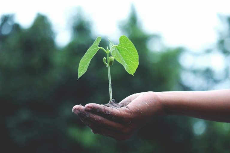 Beginner-Friendly Growing Starts with Autoflowers