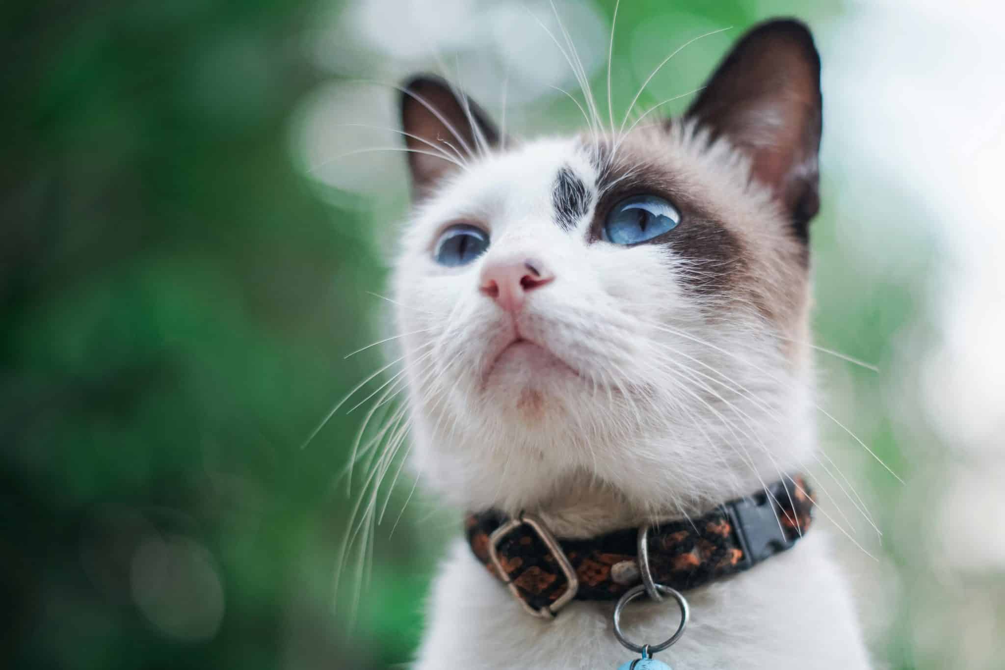 Why is a Weather Resistant Flea Collar for Cats Ideal for Outdoor Pets