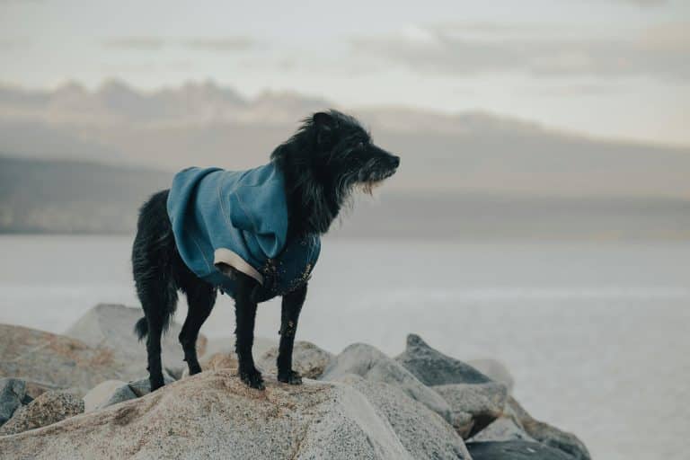 How Designer-Inspired Dog Clothing Is Changing the Game