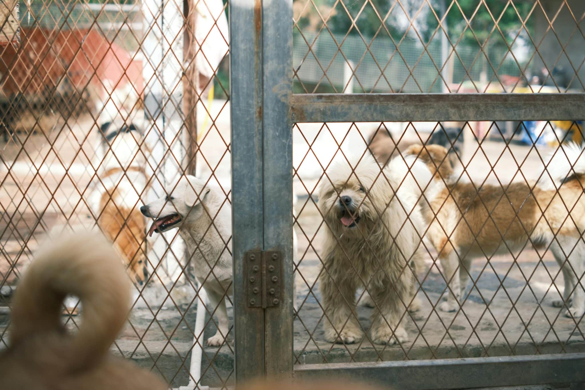 How to Create a Safe and Happy Environment for Pets