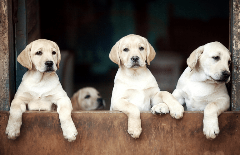 Choosing a Puppy from a Trusted Breeder