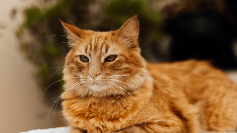 Moving With a Cat A Guide for Transitioning to a New Home