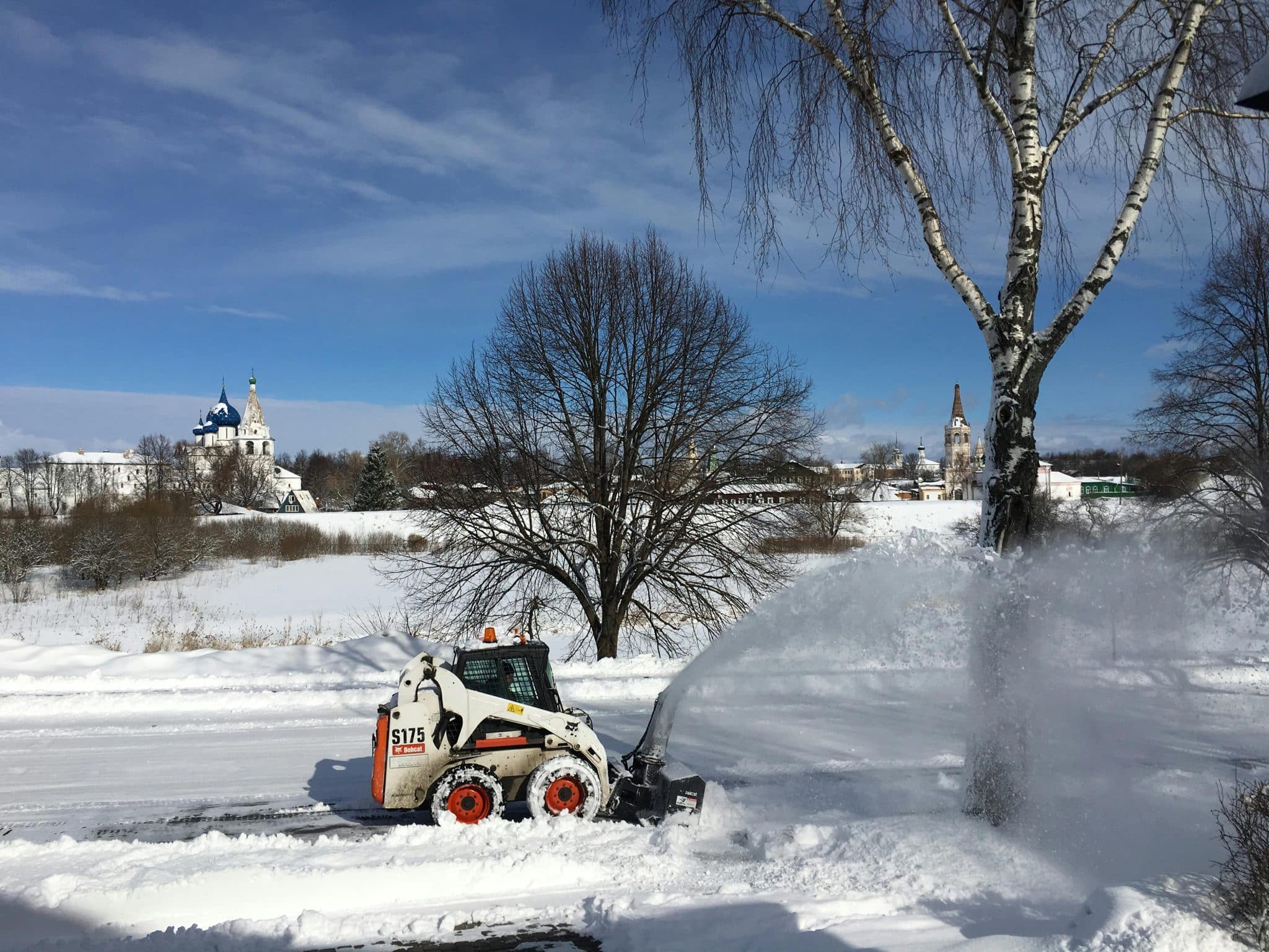 Safe, Efficient Tree Removal for a Cleaner, Safer Landscape