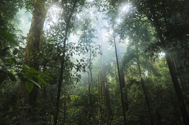 How to Prepare for a Rainforest Trek Like a Pro