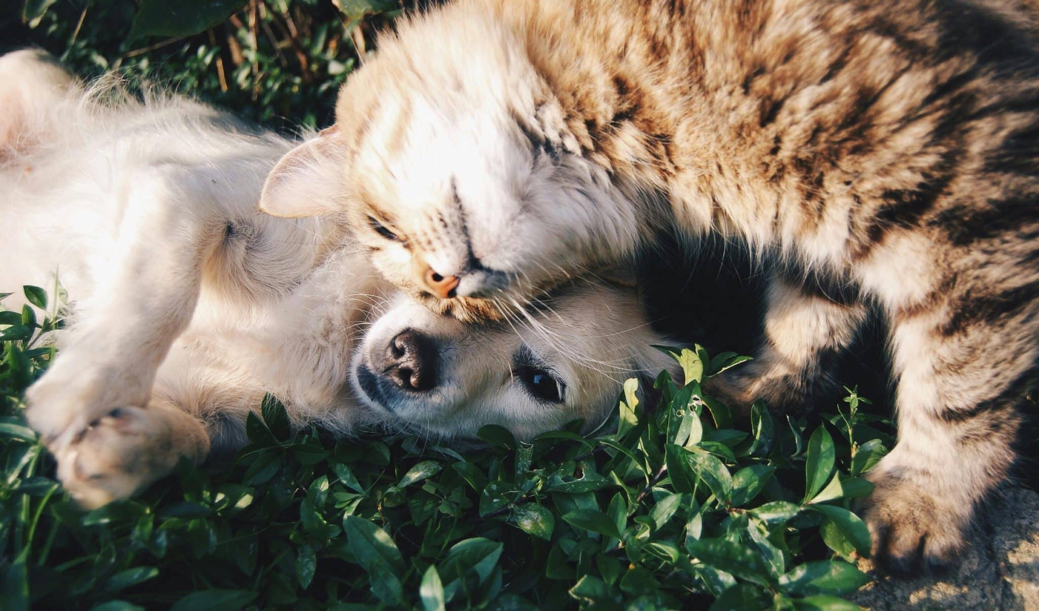Why Is Pet Turf a Safer Alternative to Natural Grass for Your Animals?
