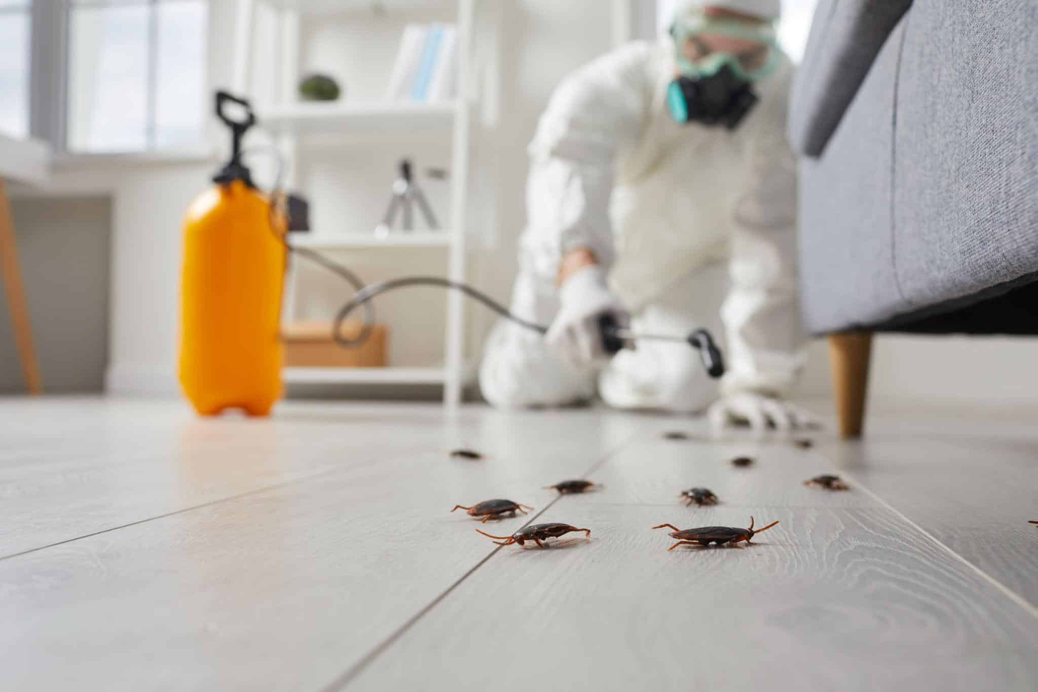 Stop Costly Home Damage With Preventative Pest Checks