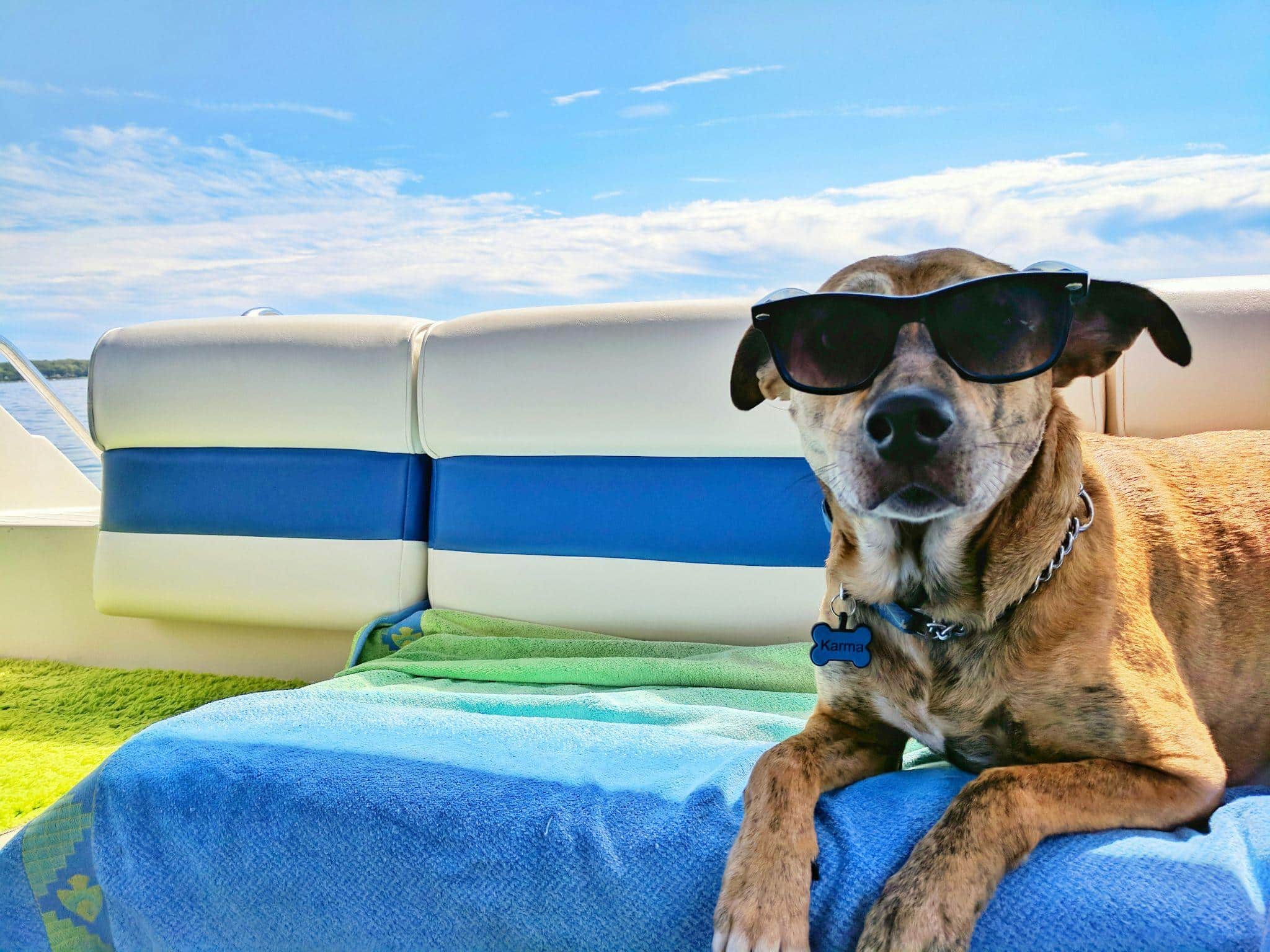 Why Staycations are Perfect for Dog Owners
