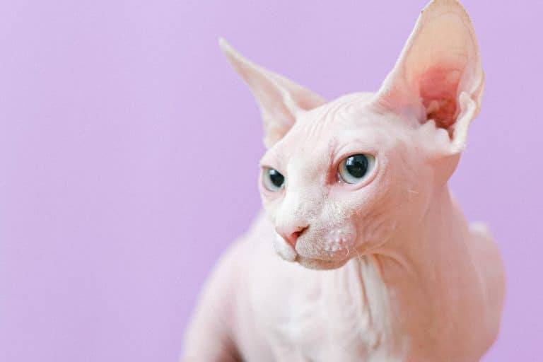 Sphynx Cat for Sale: Complete Buying Guide