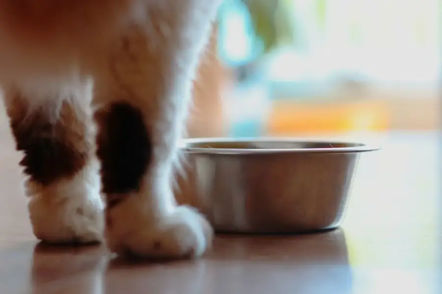 Fluffy cat standing near stainless steel food bowl on wooden floor indoors