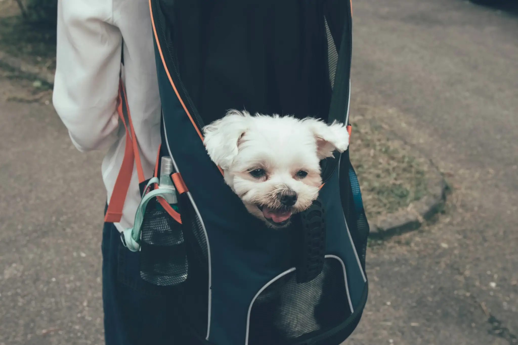Small white dog peeking out of black backpack on a person walking outdoors