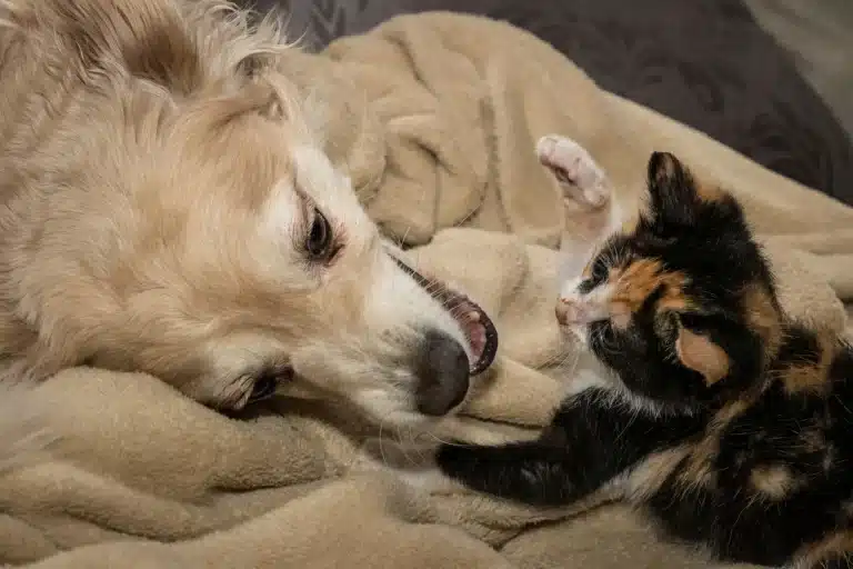 Golden retriever and calico kitten playing on a soft beige blanket indoors