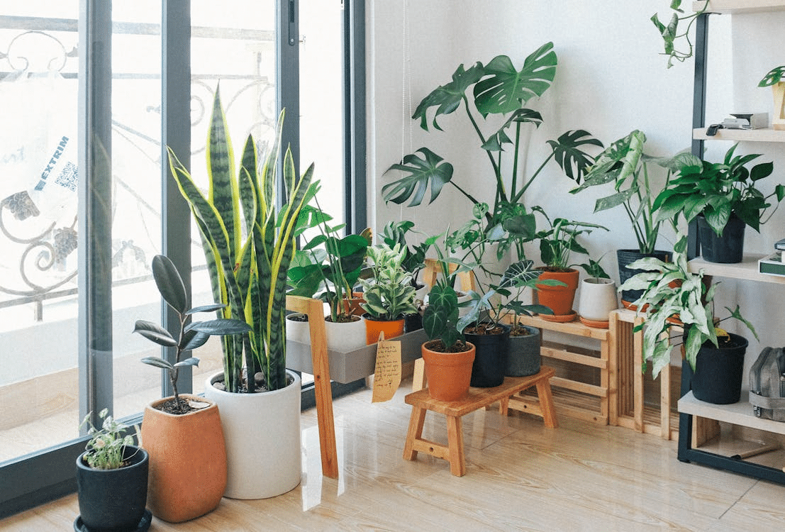 Do Indoor Plants Attract Ants and How to Fix It