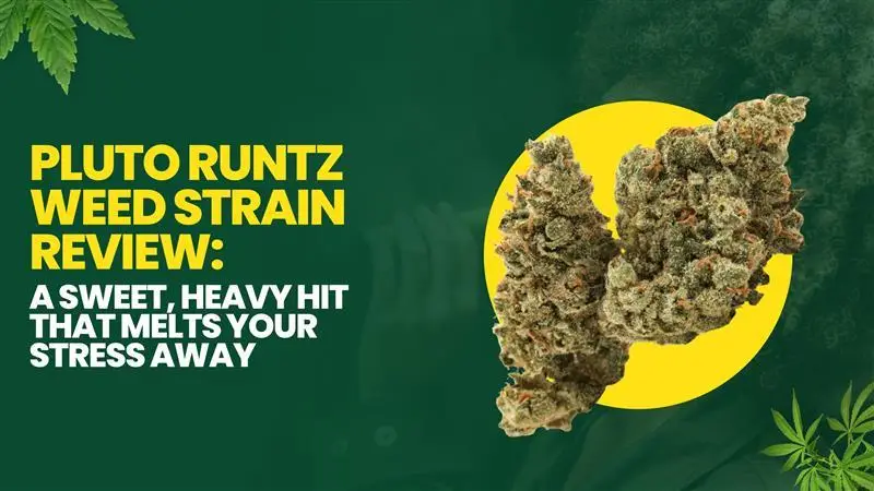 Large cannabis buds with orange hairs and green leaves on dark background